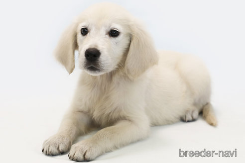 成約済の神奈川県のゴールデンレトリーバー-341060